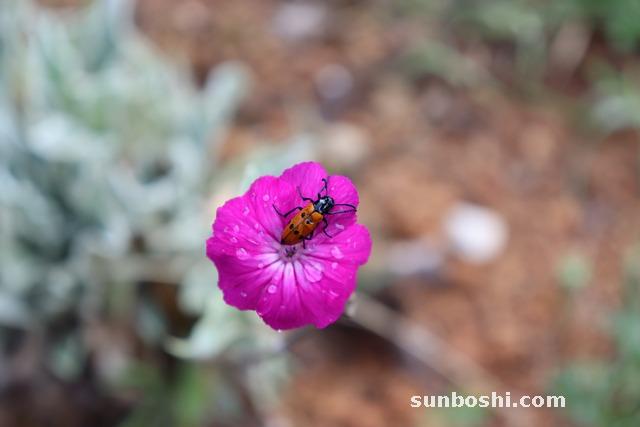 蒼耳子的功效與作用-炒蒼耳子-蒼耳子油-中藥蒼耳子