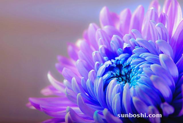 菊花枸杞冰糖茶的功效與作用