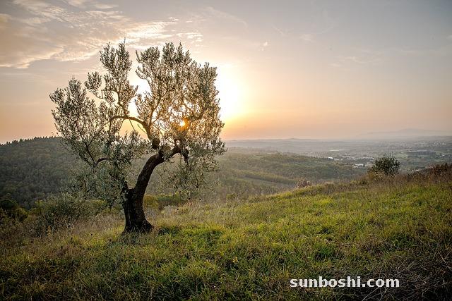 香菇的功效與作用-干香菇-香菇燉雞-香菇粉-鮮香菇