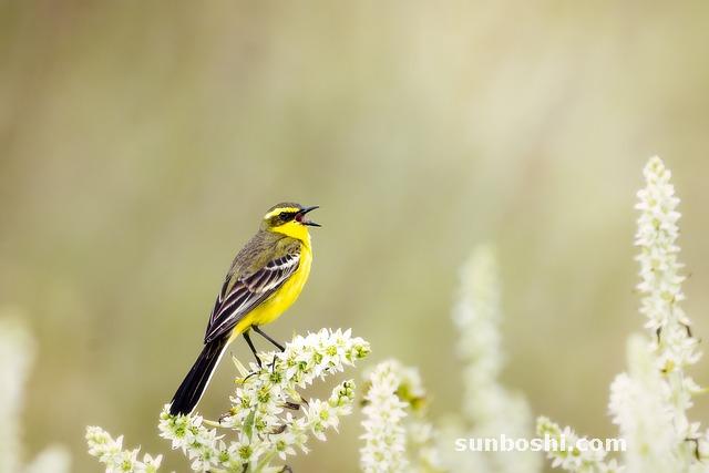 花椒鹽水的功效與作用-花椒鹽水生姜的功效與作用