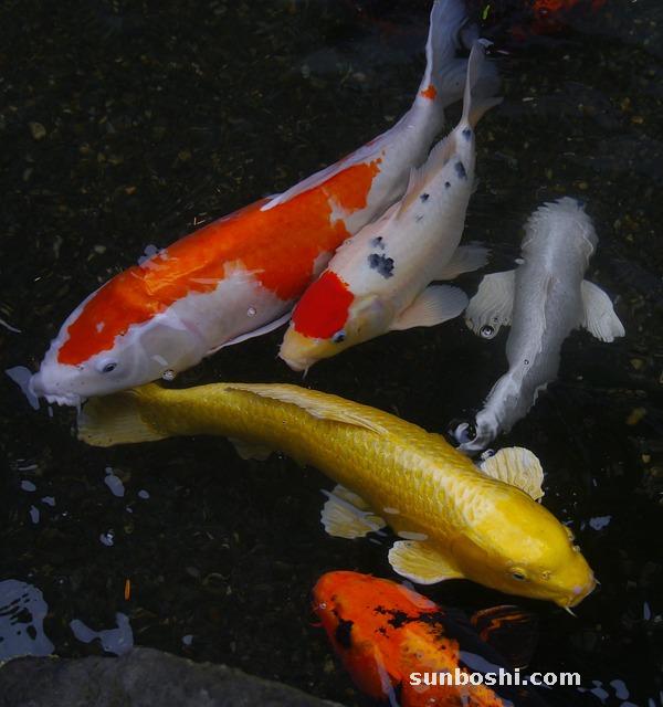 夢見一條紅鯉魚-夢見釣到一條紅鯉魚