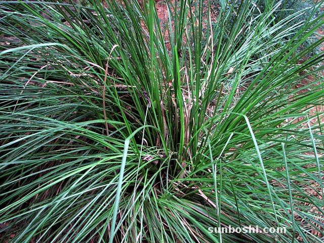 霍香正氣片的功效與作用