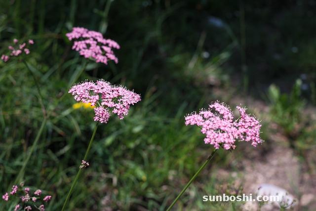 瑪咖的作用與功效-瑪咖片-瑪咖酒-瑪咖粉-黑瑪咖