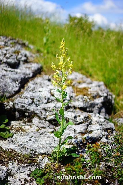 酵素的作用與功效-酵素粉-水果酵素-酵素水果-果蔬酵素
