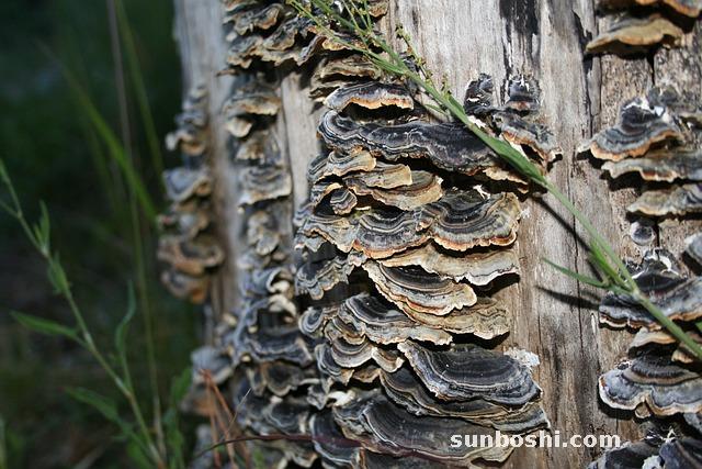 豬苓的功效與作用-豬苓湯-中藥豬苓-豬苓散