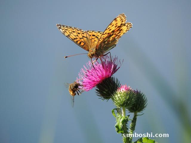 川貝母的功效與作用-川貝母粉-中藥川貝母-川貝母