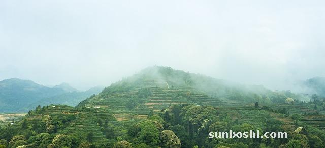 鐵觀音的功效與作用-鐵觀音茶-鐵觀音茶葉-喝鐵觀音