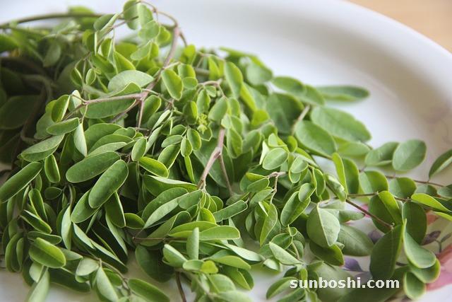 辣木籽的功效與作用及食用方法