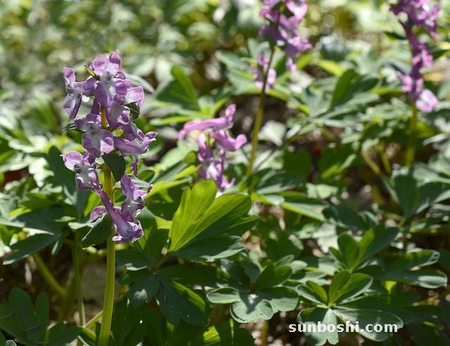 百靈果的功效與作用