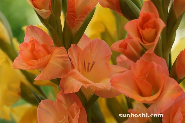 菖蒲的功效與作用-節菖蒲-菖蒲根-水菖蒲-中藥菖蒲