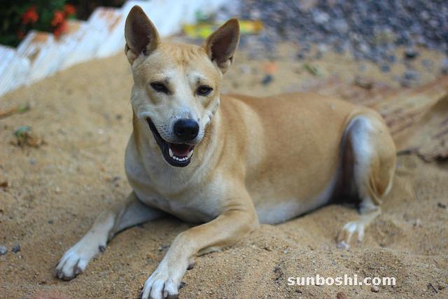 狗肉的功效與作用-吃狗肉-狗肉香-黑狗肉