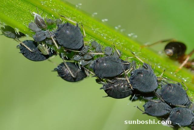 蠶豆的功效與作用-炒蠶豆-干蠶豆-蠶豆花