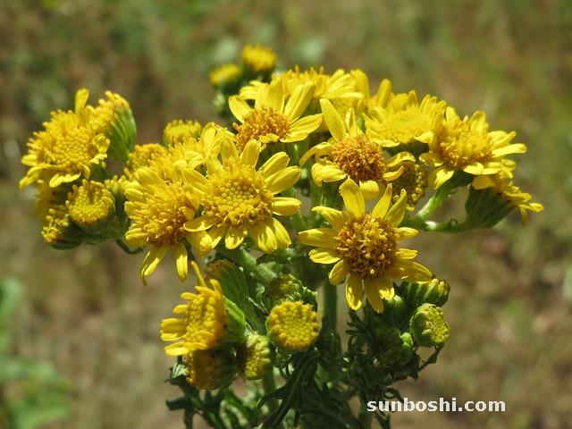 臭參的功效與作用及禁忌