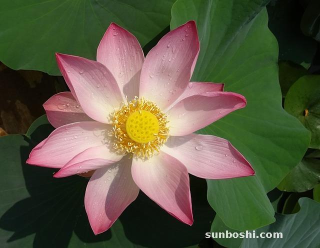 巴旦木的功效與作用-巴旦木仁-巴旦木杏仁-巴旦木果