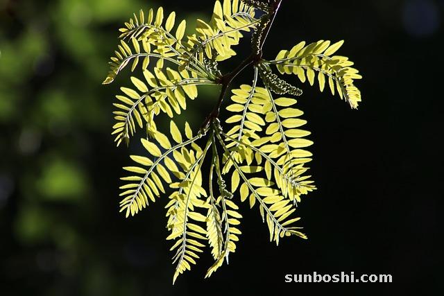 皂角刺的功效與作用-皂角刺泡酒-皂角刺點(diǎn)-中藥皂角刺