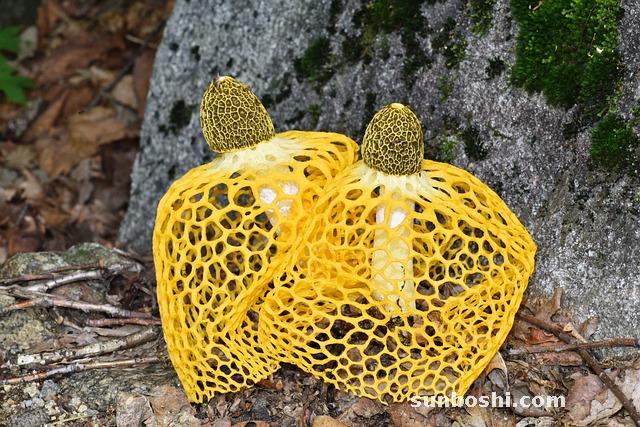 竹蓀的功效與作用-竹蓀-竹蓀菌-長裙竹蓀