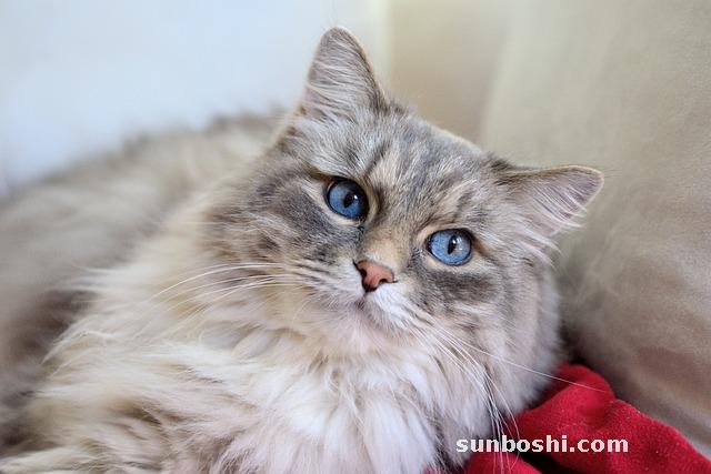 夢見室友-夢見大學室友-夢見和室友吵架