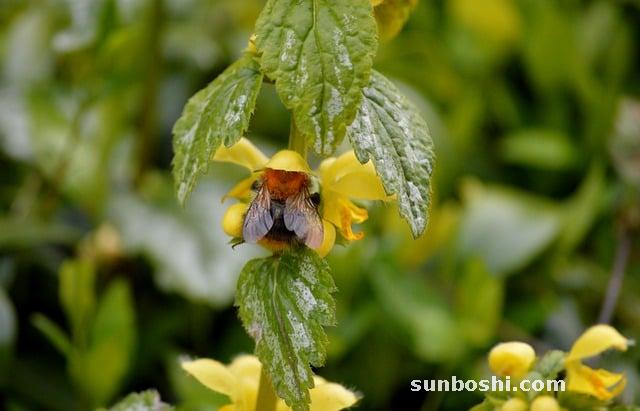 蒺藜的功效與作用-白蒺藜-刺蒺藜-炒蒺藜-沙蒺藜