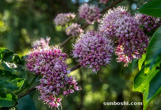 吳茱萸的功效與作用-制吳茱萸-吳茱萸湯-中藥吳茱萸-炒吳茱萸