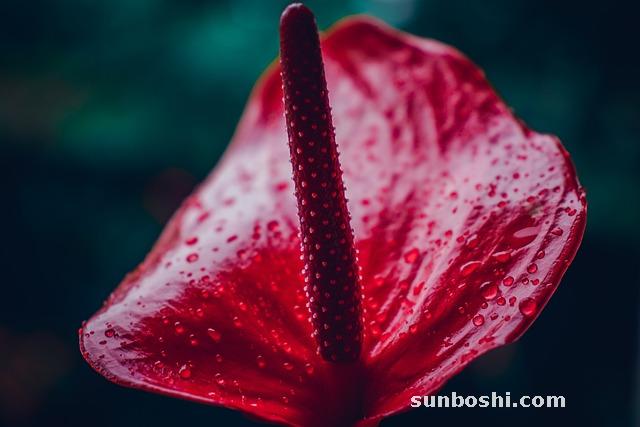 天南星的功效與作用及禁忌-中藥天南星功效與作用