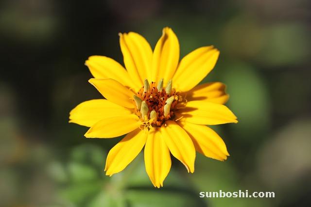 菟絲子的功效與作用-鹽菟絲子-菟絲子泡酒-炒菟絲子-中藥菟絲子