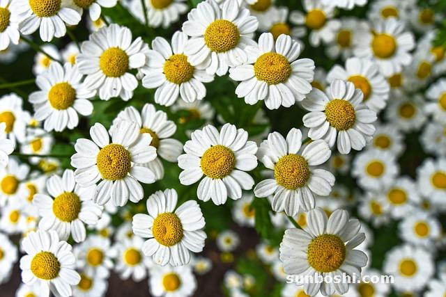 洋甘菊的功效與作用-洋甘菊水-洋甘菊茶-洋甘菊純露-洋甘菊面膜