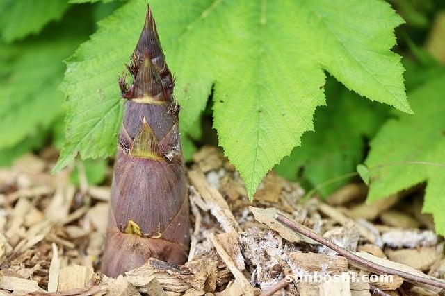 筍的功效與作用-竹筍-萵筍-筍干-春筍