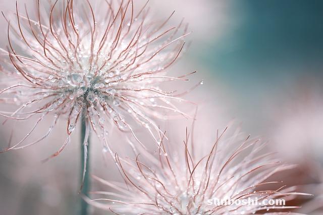 白頭翁的功效與作用-白頭翁湯-白頭翁散-中藥白頭翁-白頭翁鳥