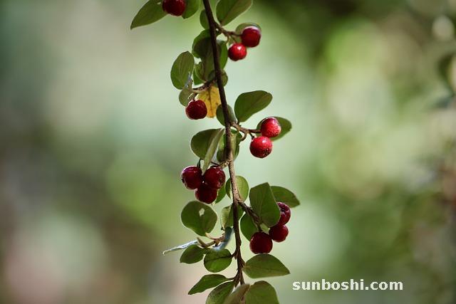 梔子花的功效與作用-梔子花茶-梔子花果-黃梔子花-梔子花藥用