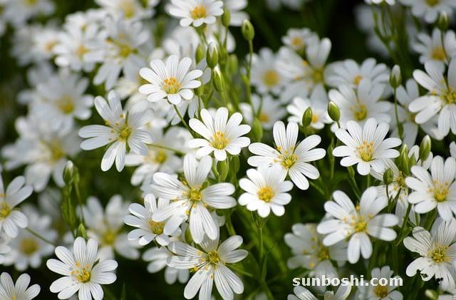 大棗的功效與作用-大棗泡水-大棗核桃-核桃大棗-大棗紅糖