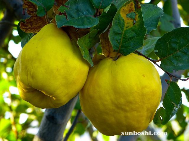 大棗紅豆湯功效與作用