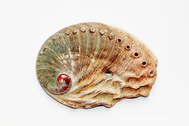 鮑魚的功效與作用及營養(yǎng)-吃鮑魚-鮑魚殼