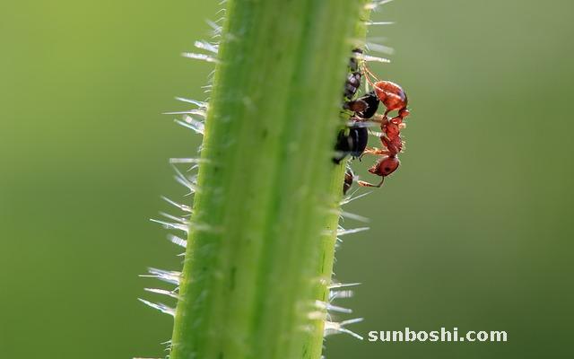 黑螞蟻的功效與作用-黑螞蟻酒-黑螞蟻粉-大黑螞蟻-中藥黑螞蟻