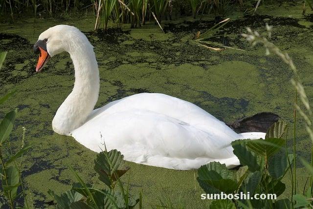 浮萍的功效與作用-浮萍草-中藥浮萍-紫背浮萍-浮萍丸