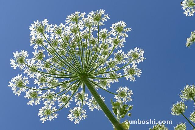 猴頭菇的功效與作用及食用方法