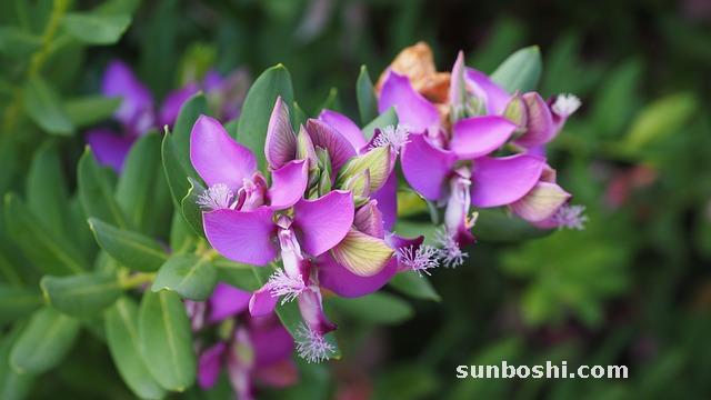 遠志的功效與作用-制遠志-蜜遠志-中藥遠志-炙遠志