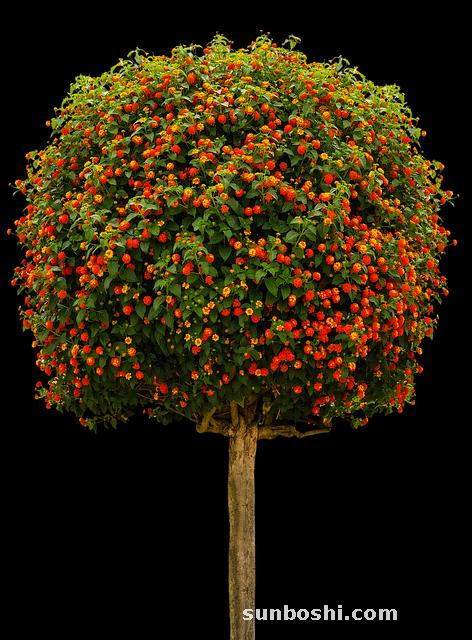 半邊蓮的功效與作用-半邊蓮圖-半邊蓮功-中藥半邊蓮