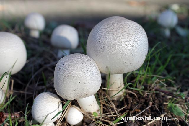 姫松茸菇的功效與作用