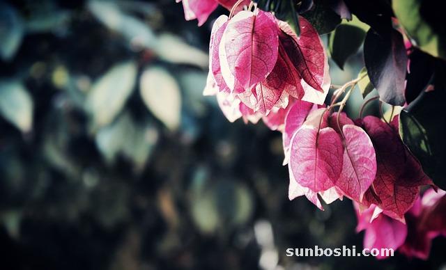 葛花的作用與功效-葛花茶-葛花泡水-葛根葛花-中藥葛花