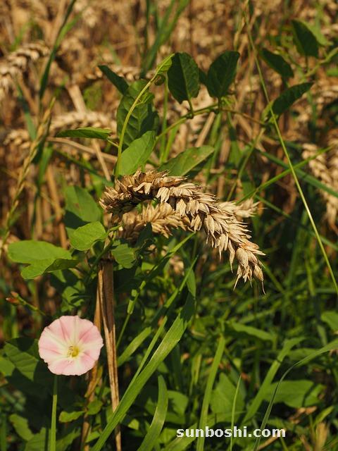夢見腸子-夢見腸子斷了-夢見自己腸子出來了