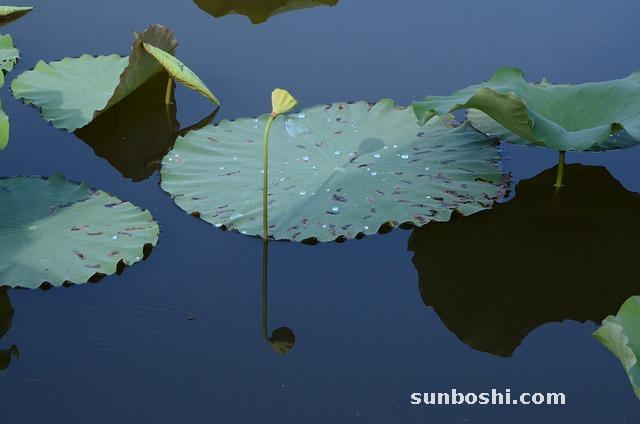 夢見蓮蓬-夢見摘蓮蓬-孕婦夢見蓮蓬