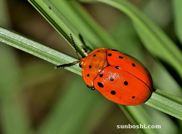 車厘子的功效與作用-車厘子和櫻桃-車厘子孕婦-車厘子對孕婦-水果車厘子