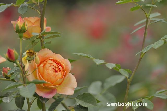 月季花的功效與作用-月季花茶-月季花根-白月季花