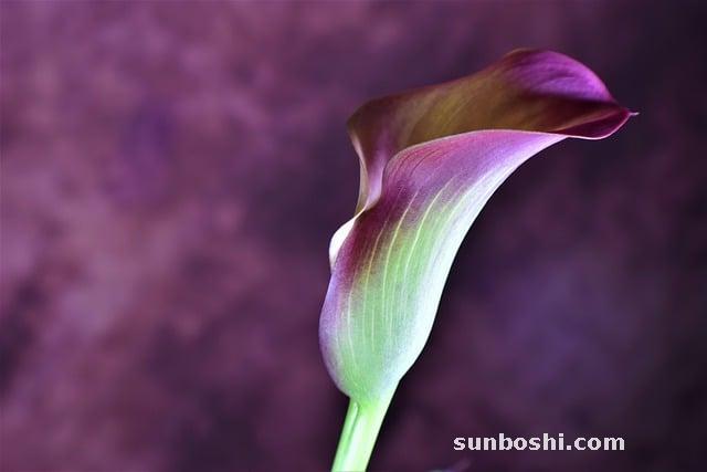 半枝蓮的功效與作用-中藥半枝蓮-半枝蓮圖-半枝蓮花