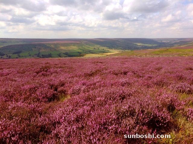 代代花的功效與作用及禁忌-玫瑰代代花的功效與作用