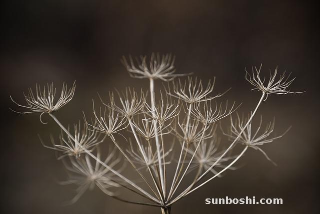 夢見花枯了-夢見花枯萎-夢見自己的花枯萎了