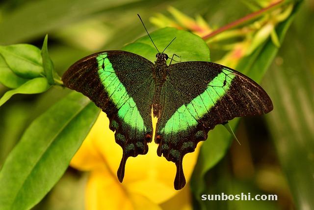 夢見龍魚-夢見金龍魚在水里游-夢見大龍魚