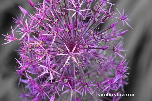 大蔥的功效與作用-大蔥白-吃大蔥-大蔥根-大蔥頭