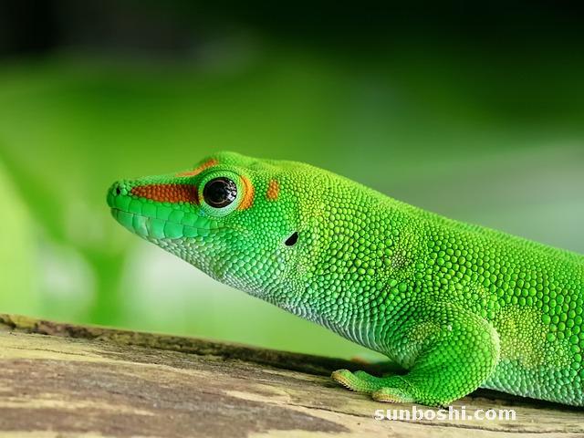 穿山甲的功效與作用-穿山甲粉-穿山甲片-中藥穿山甲-穿山甲殼