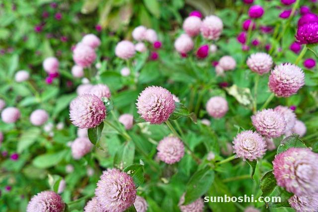 千日花的功效與作用